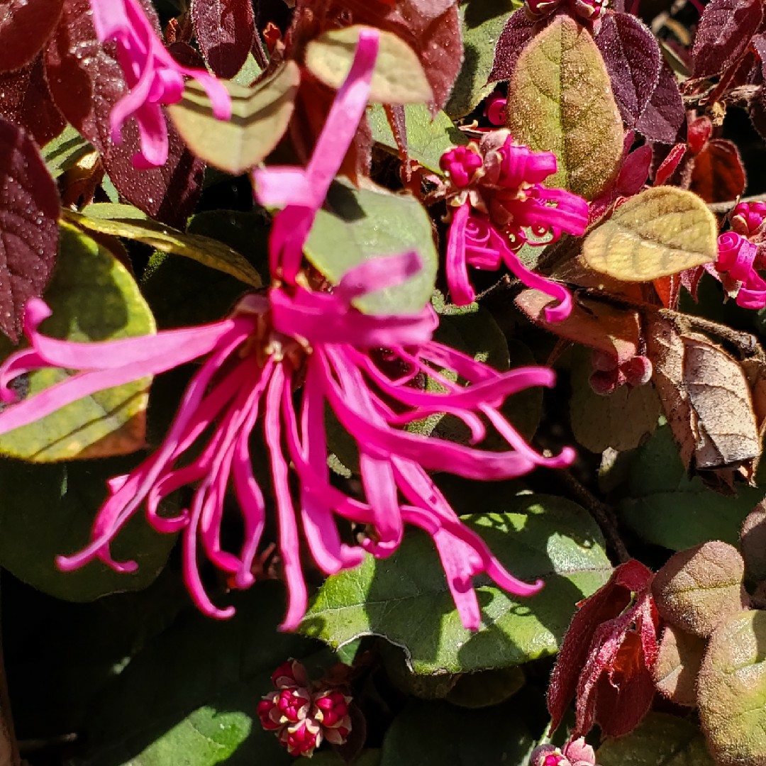 寒冰乐淘淘咚咚咚