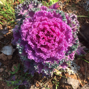 小白白，白小白