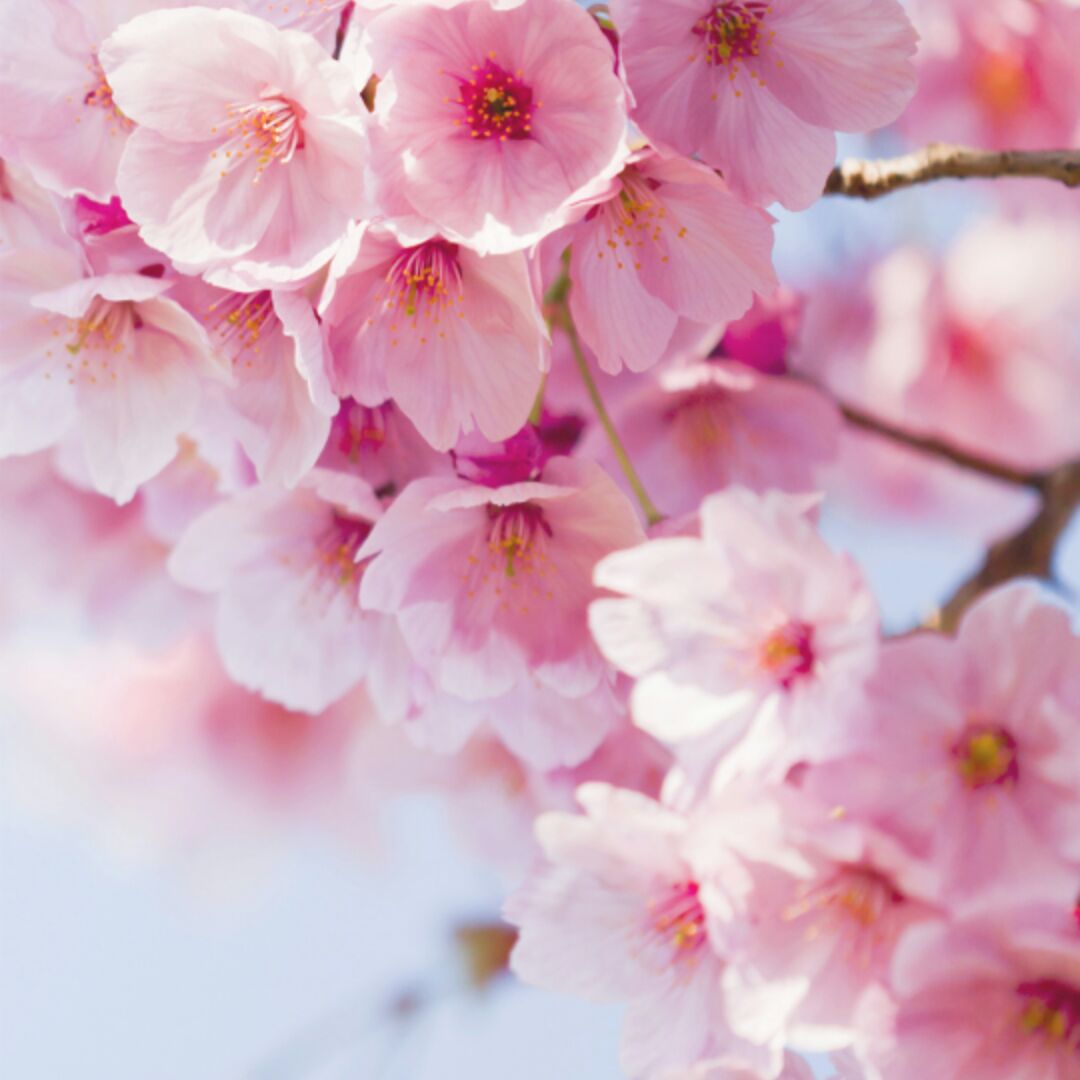 爱吃土豆鸭的牛奶糖