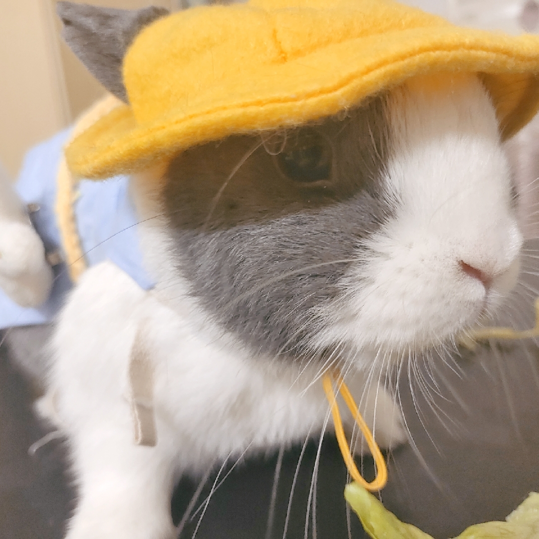 美妆爱好者大白白