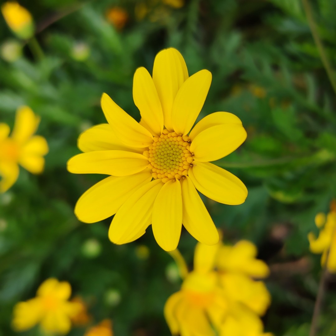 爱吃冰淇淋的风之谷