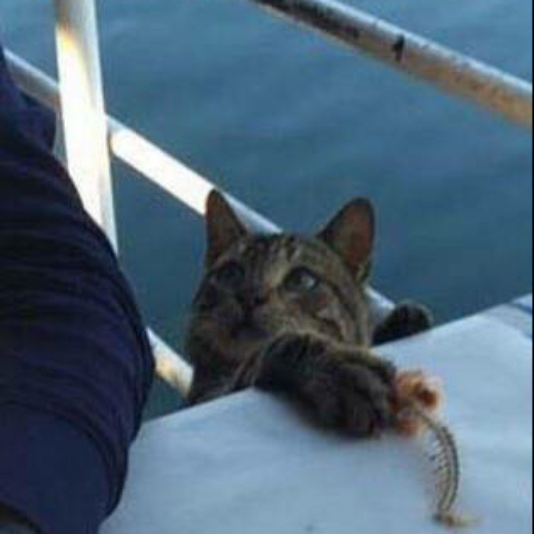 灰白的兴安毛茛