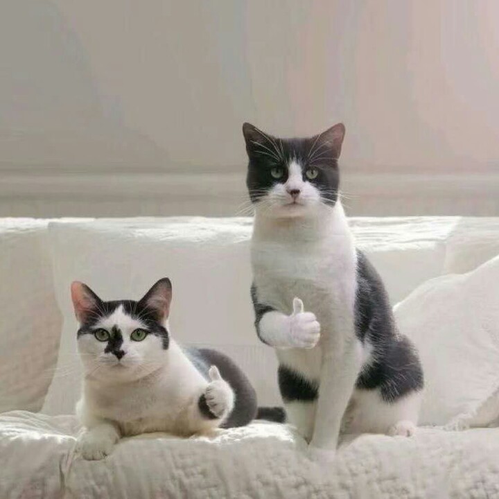 爱吃糖醋芥菜的画家