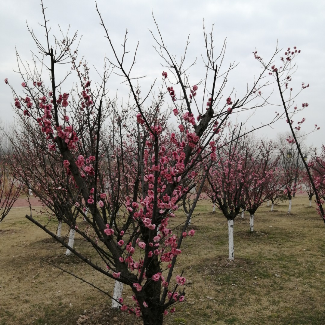 许给太阳的心意