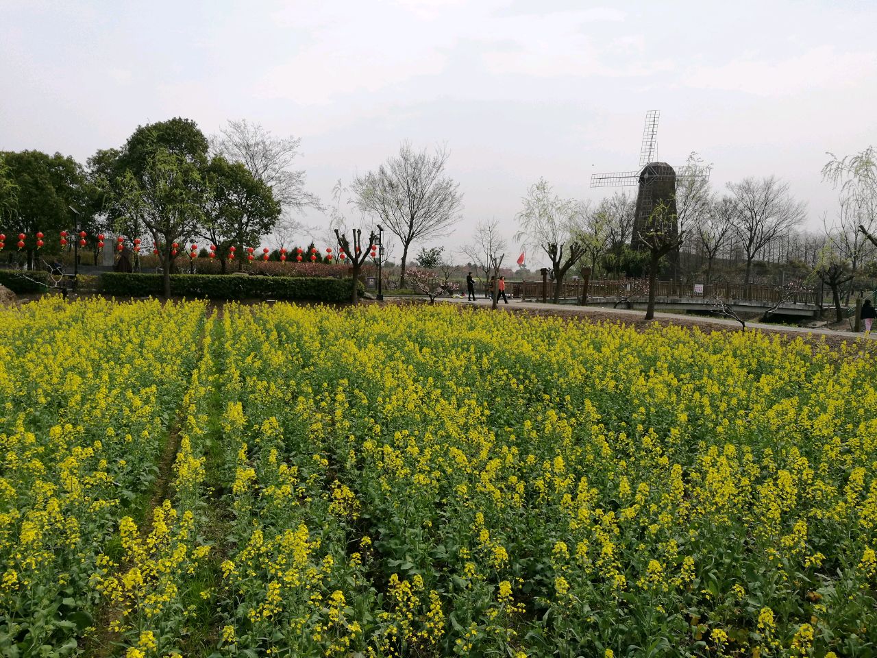 无压力的皮特长翎