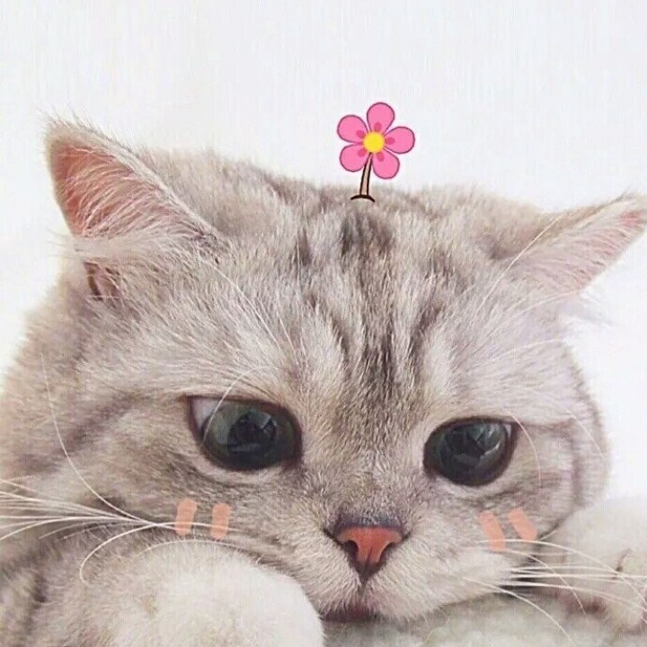 菠萝牛奶巧克力