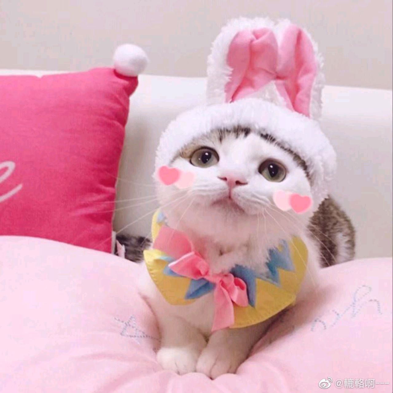 爱吃肉酱米粉的小丸子