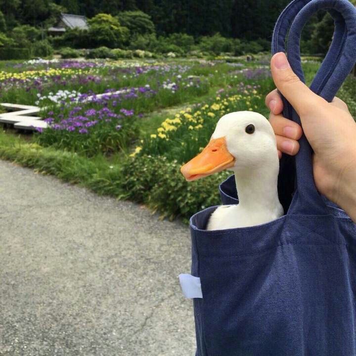 阿懿也就一般般可爱