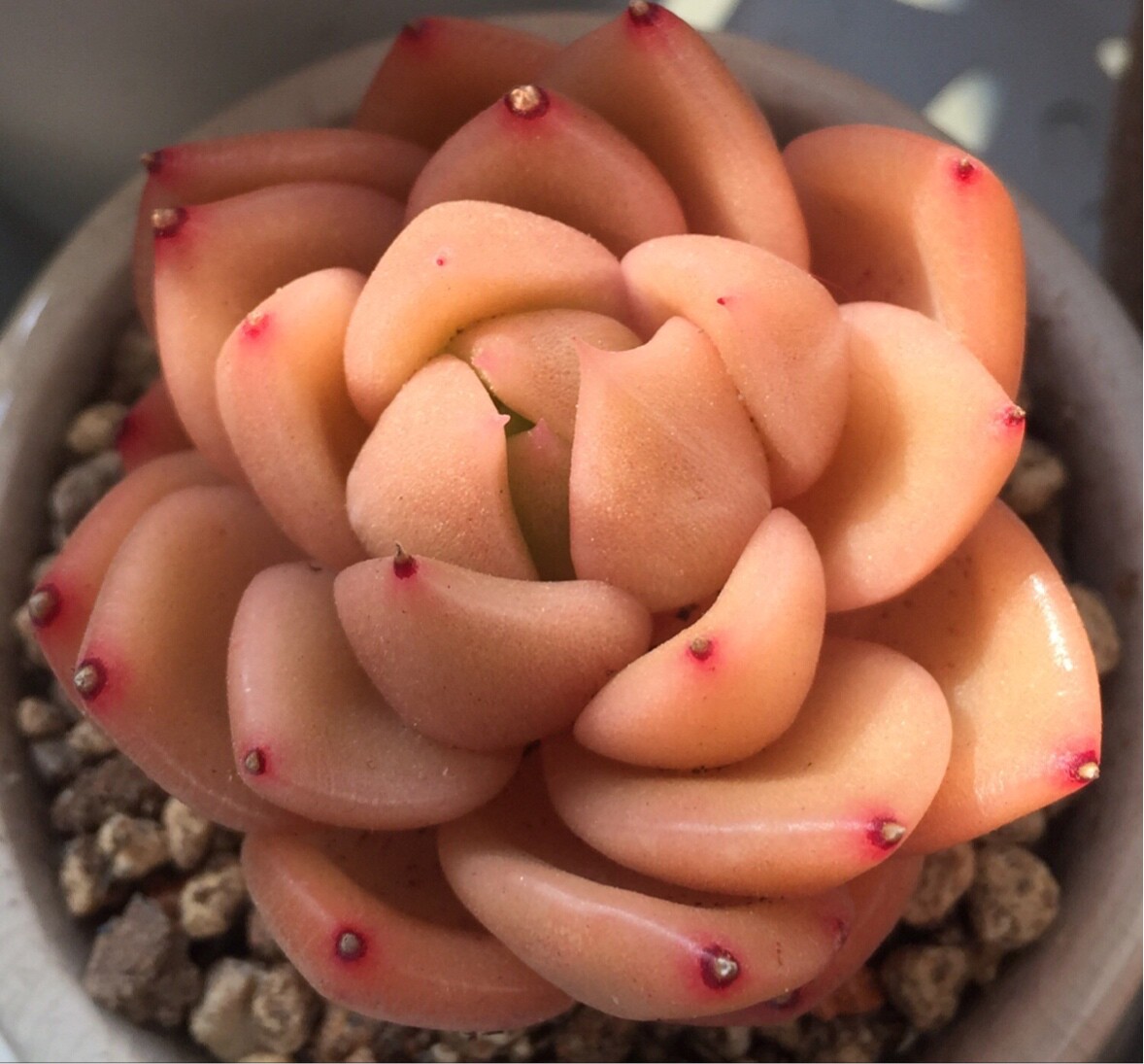 糖小宝的糖大宝