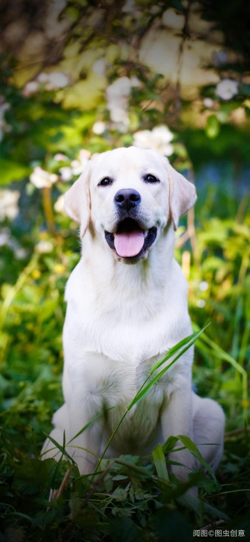 大西洋跳舞的虾片