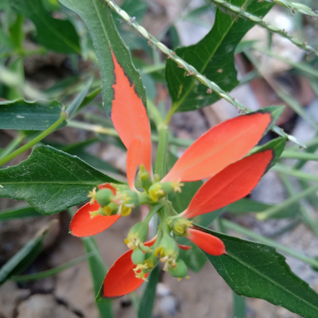 花开花落的那一天