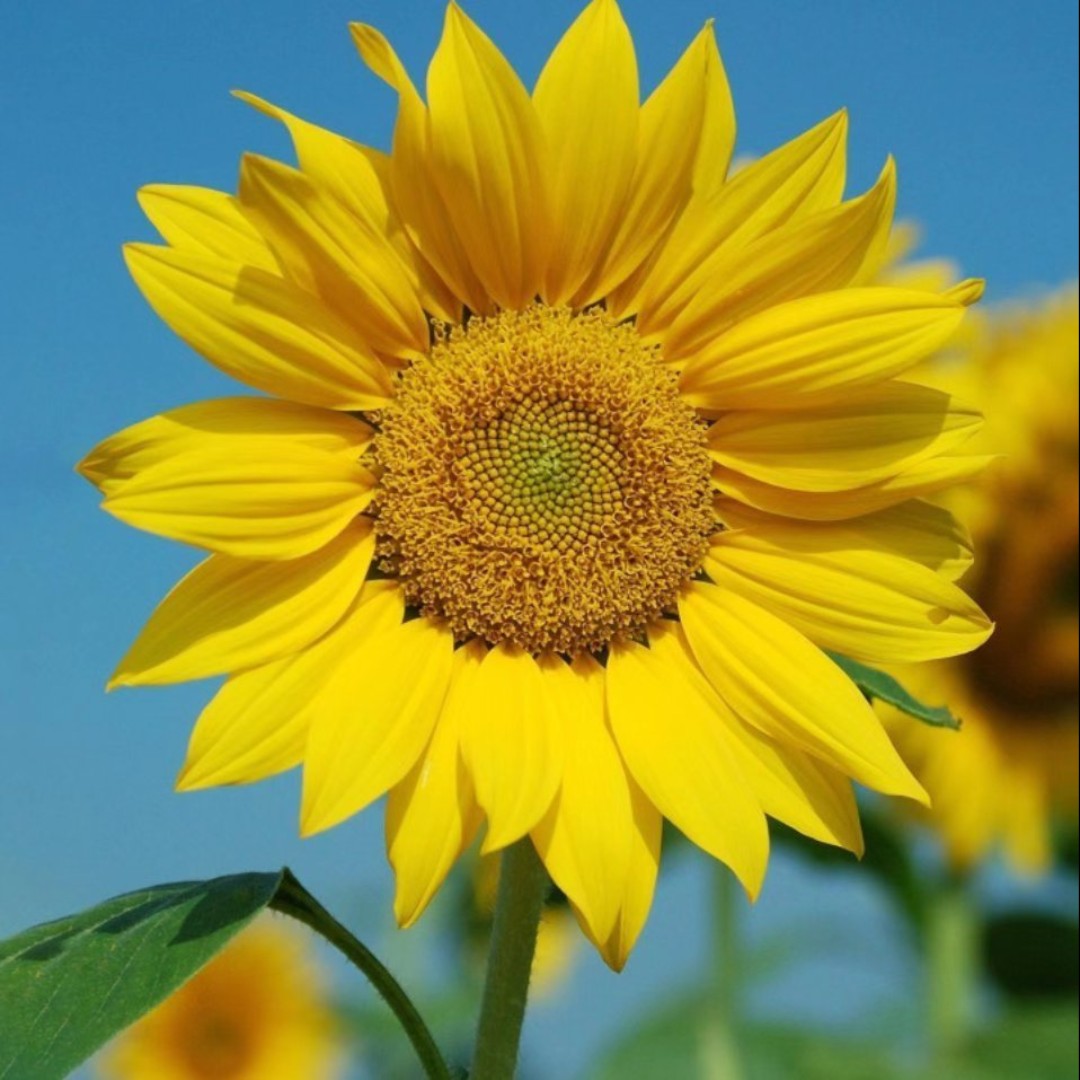 我的佩琪很可爱