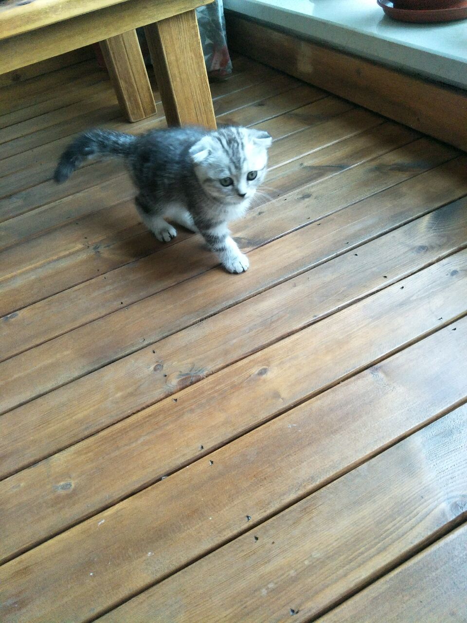 家里的文玩小店