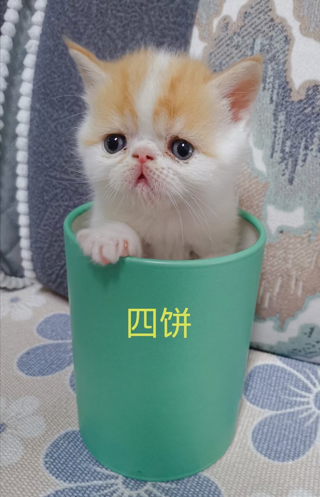 御姐猫舍