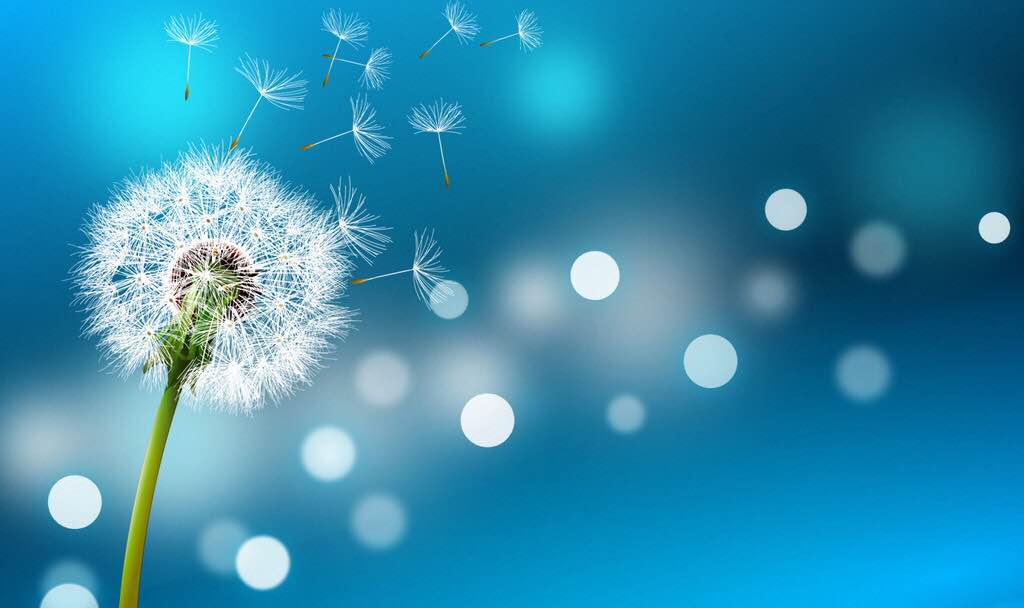 谷神星小小的番茄