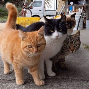 消费降级勿坑穷人