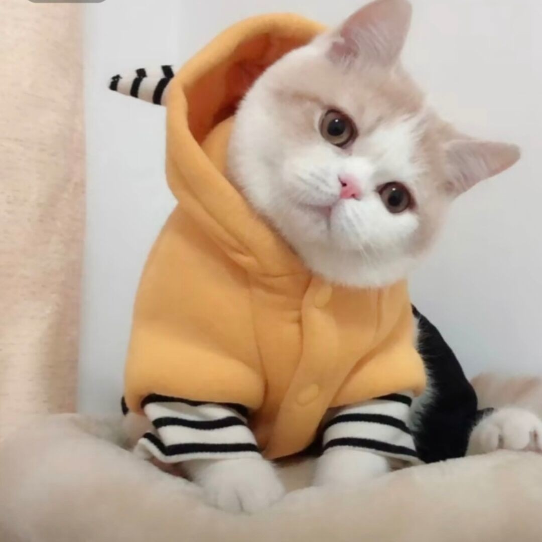 爱干饭的玛卡巴卡