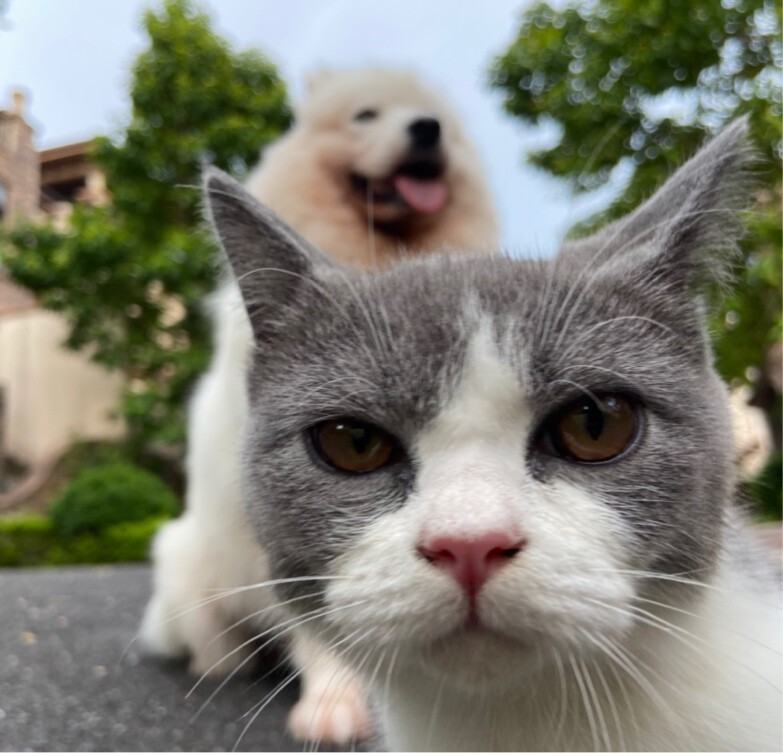 喵星人跟单身狗