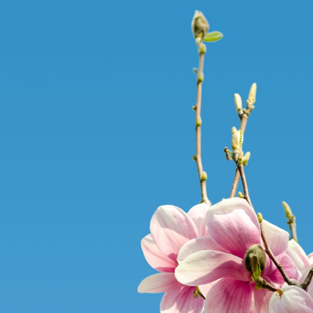 爱吃酒酿鸡蛋的苏打