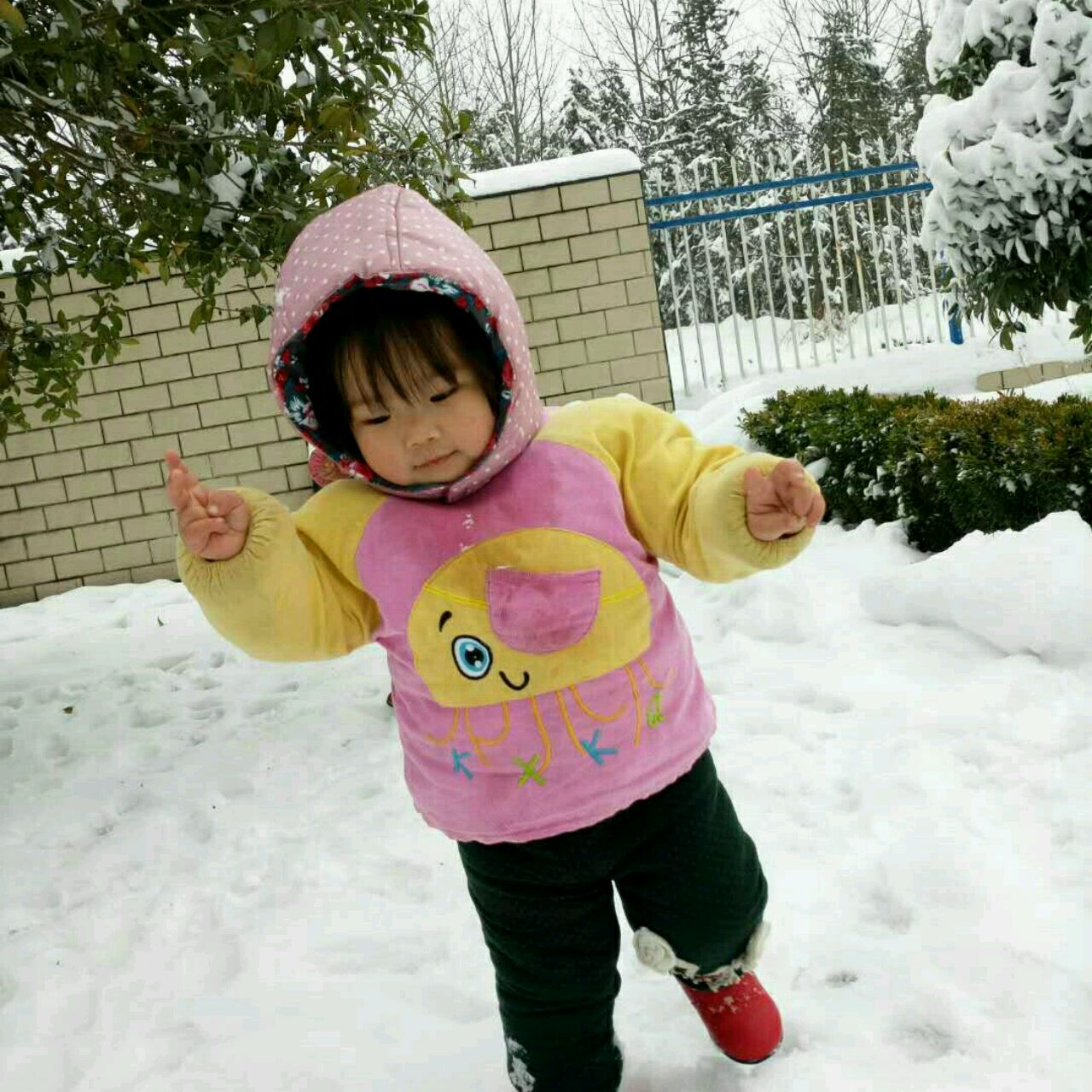 守时的红豆杨军