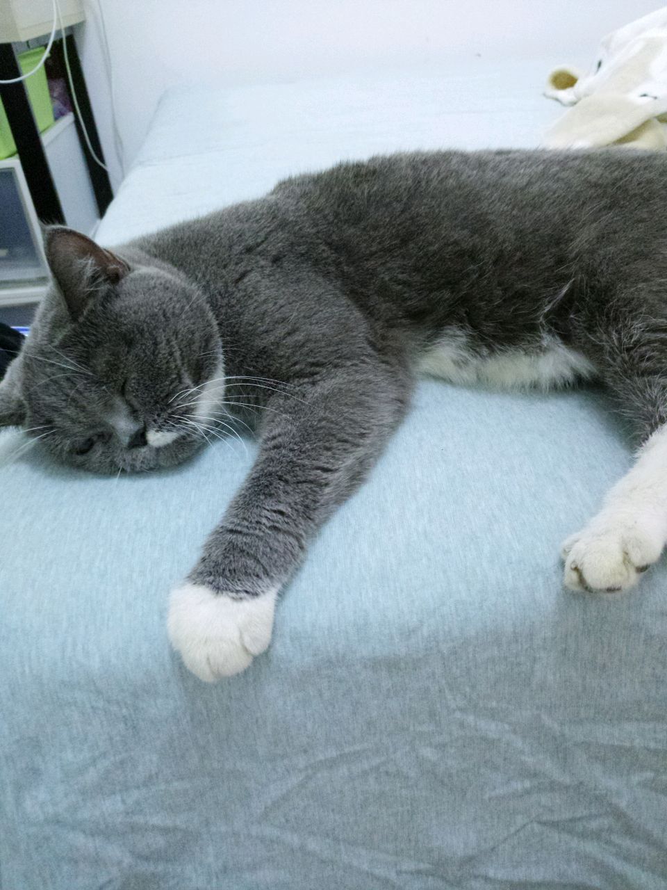 佩奇佩奇在吃呢