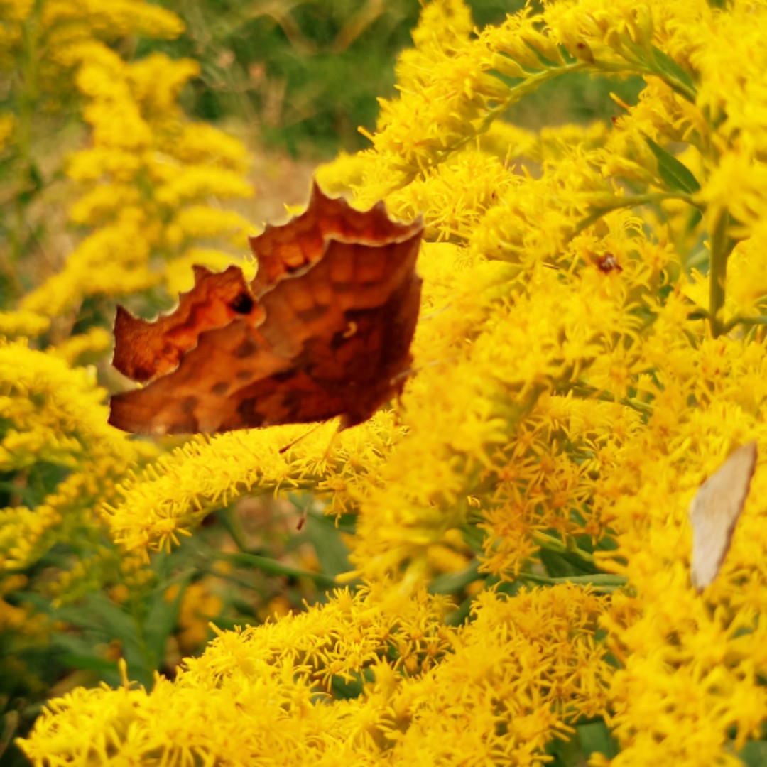 忄青一一一言舌