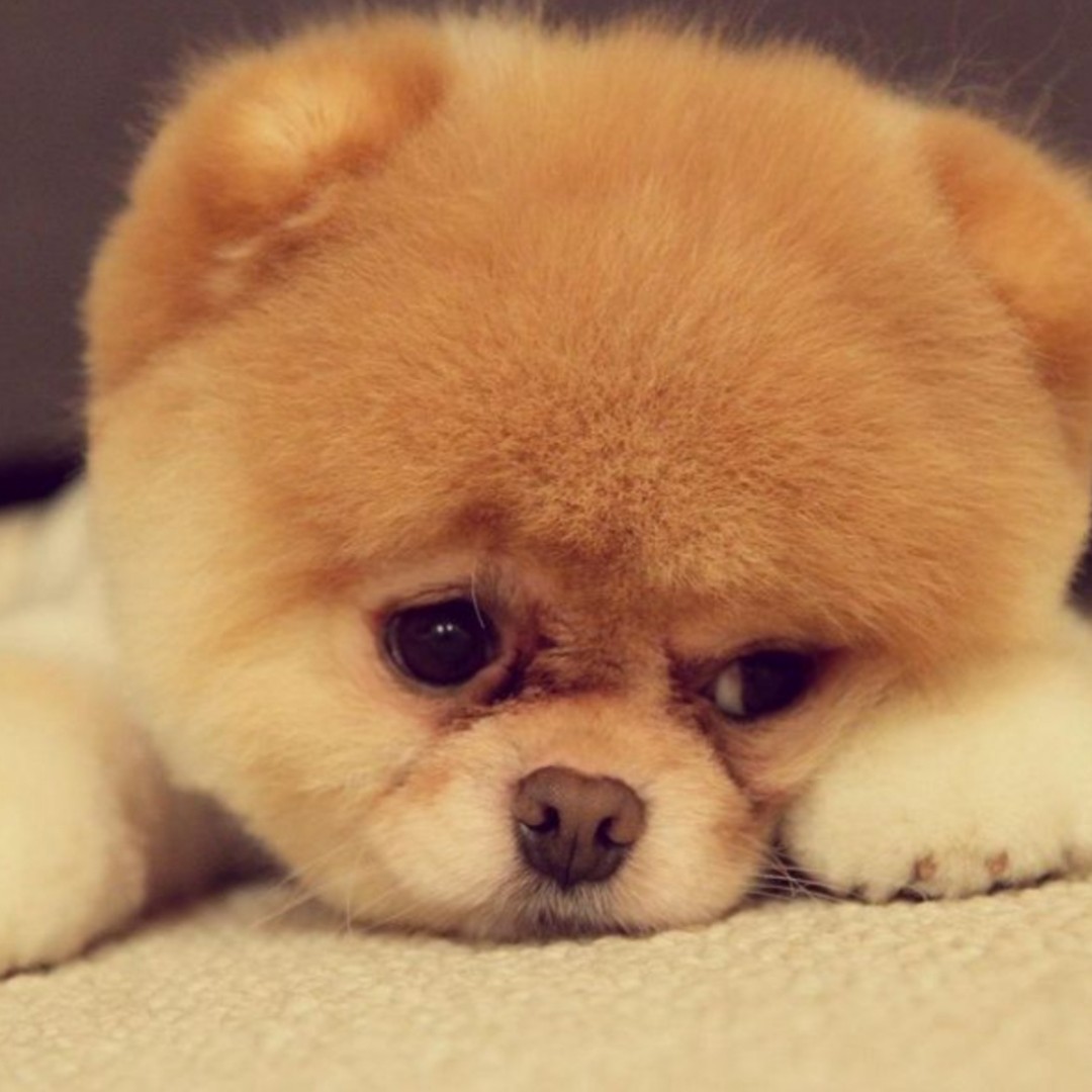 太阳花的种子528