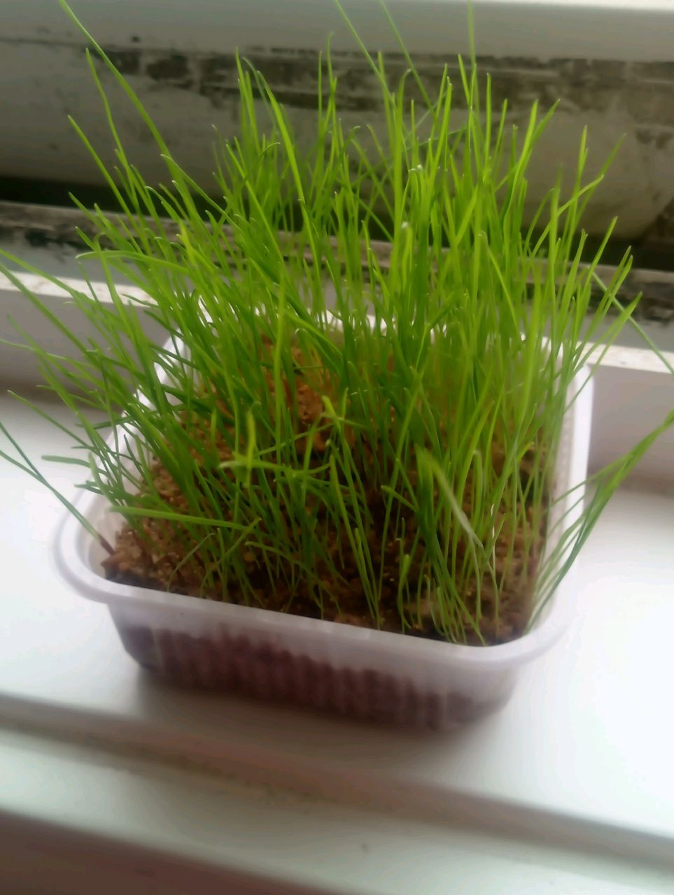 橙色的九华子三