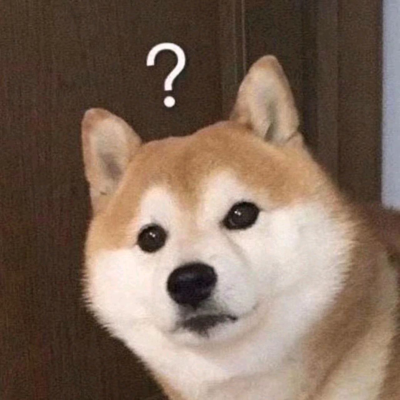 野百合也有今天啊