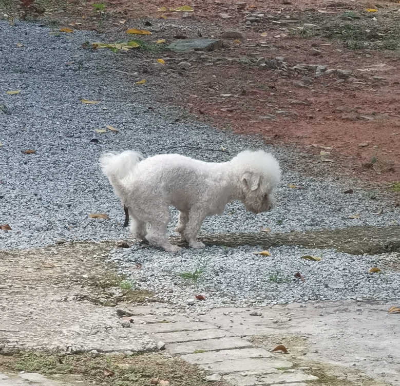 爱吃臭豆腐的辣条