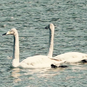 爱吃黑椒口蘑的麻花