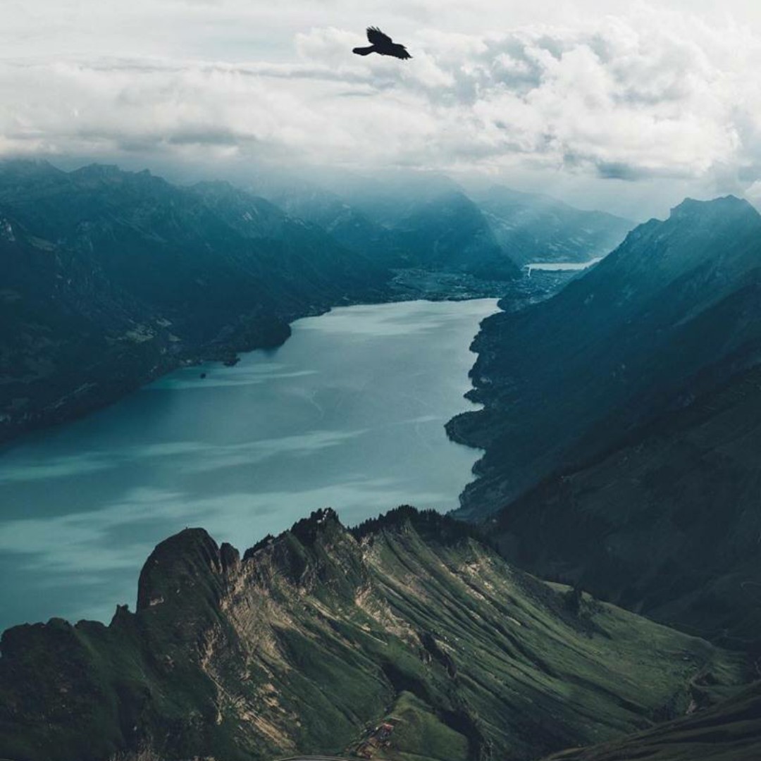 灰黑色的版纳青梅