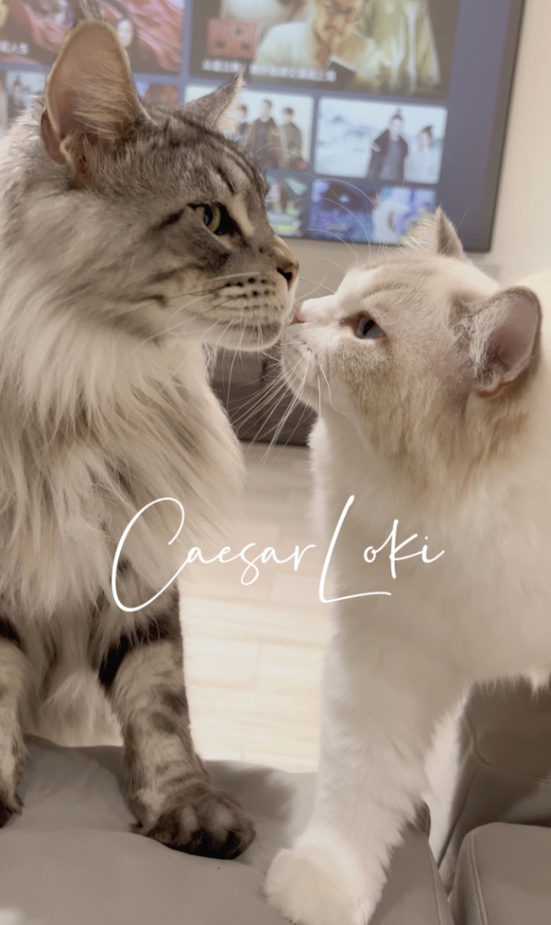 蜜桃乌龙姜茶茶