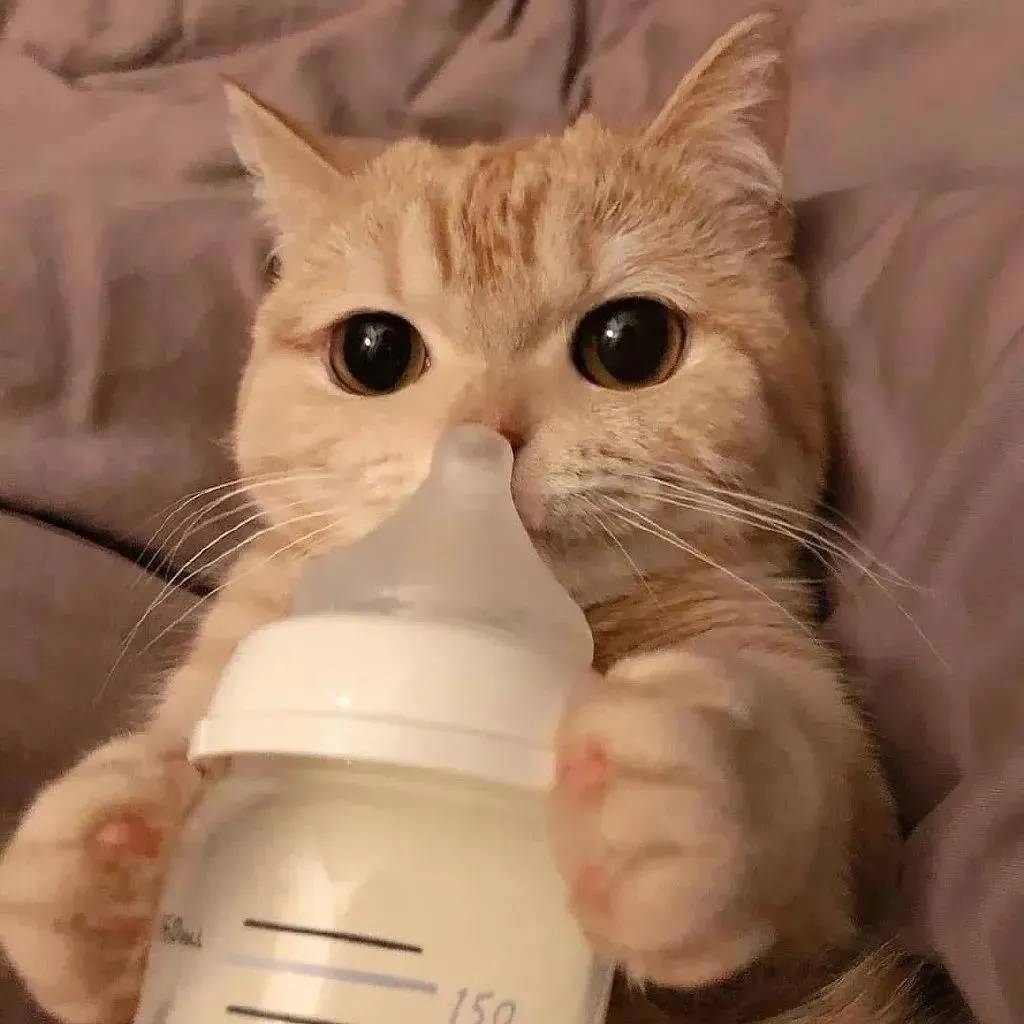 爱吃蛋黄酥的柑橘