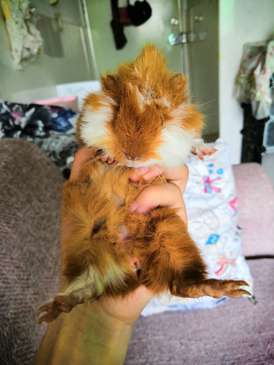 走在路上的大大聪