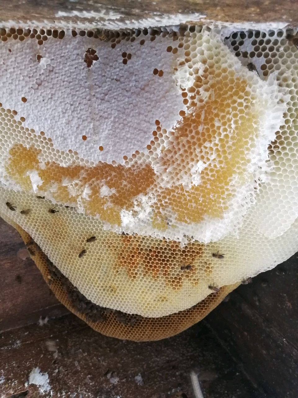 大别山纯真中华蜂，蜂蜜