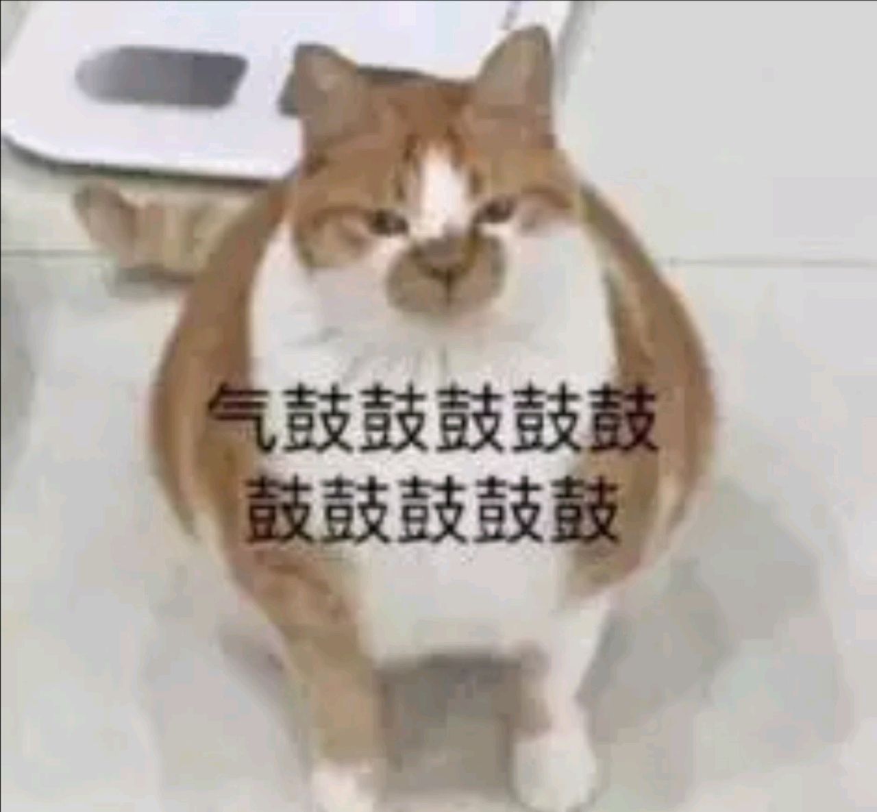 拼歹歹歹歹