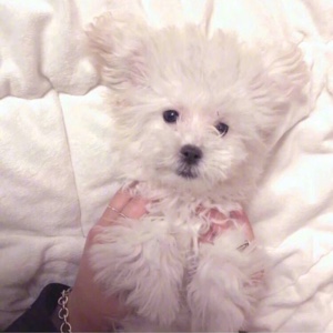 二手运输车交易