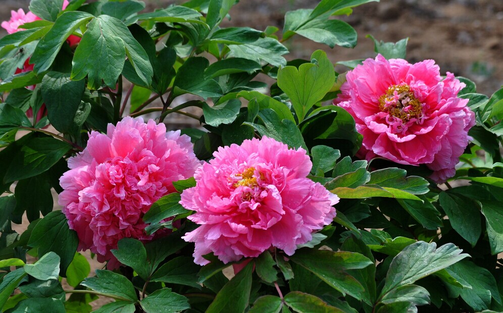 认真负责的姑娘