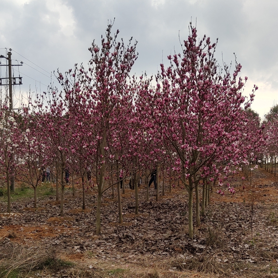 家住小河边2有点帅