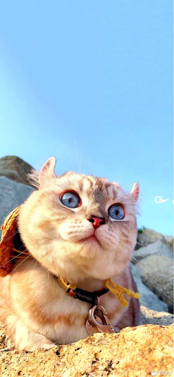 一个不愿透露姓氏的高先生