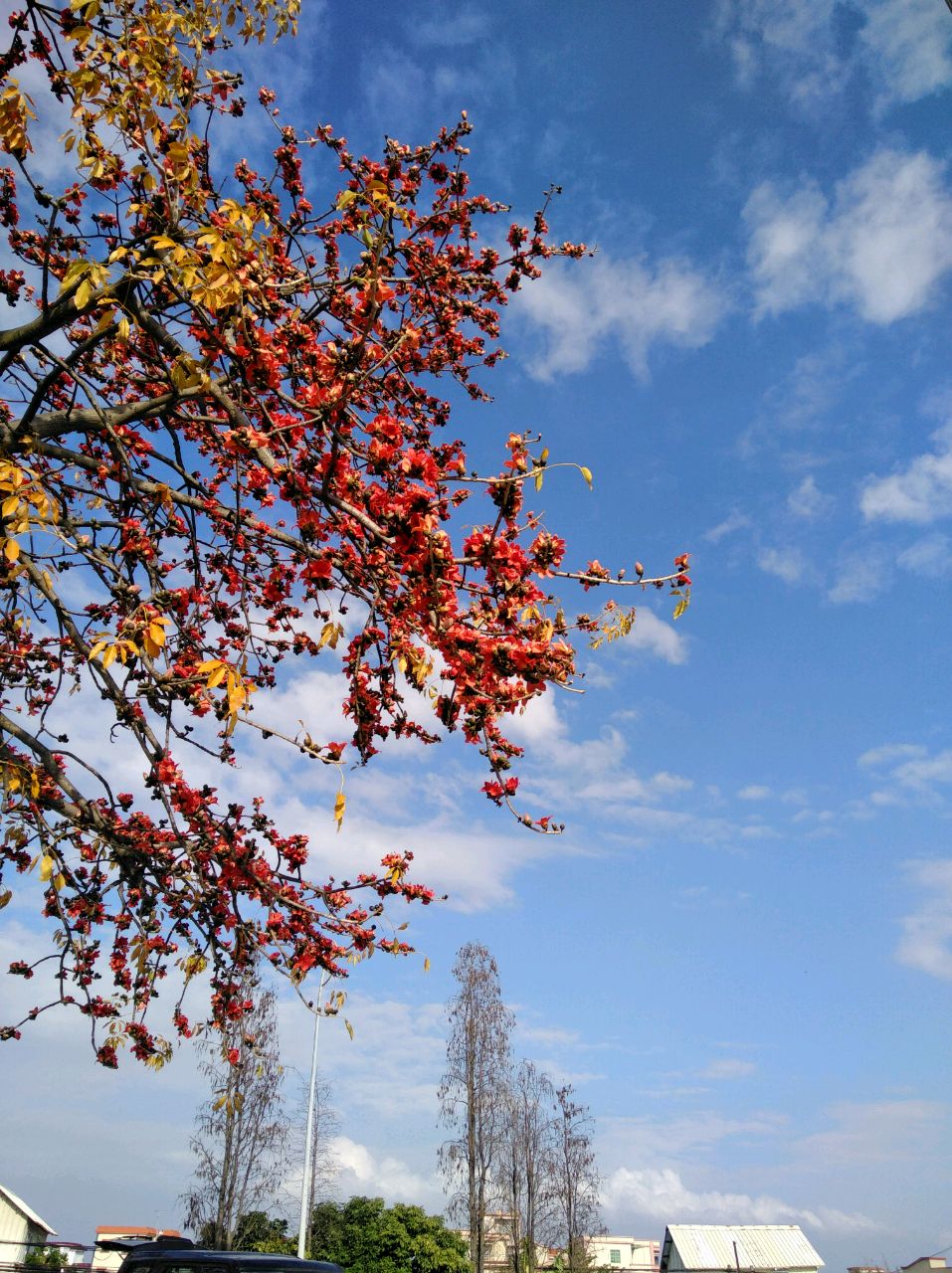 墨蓝的黄洞口组