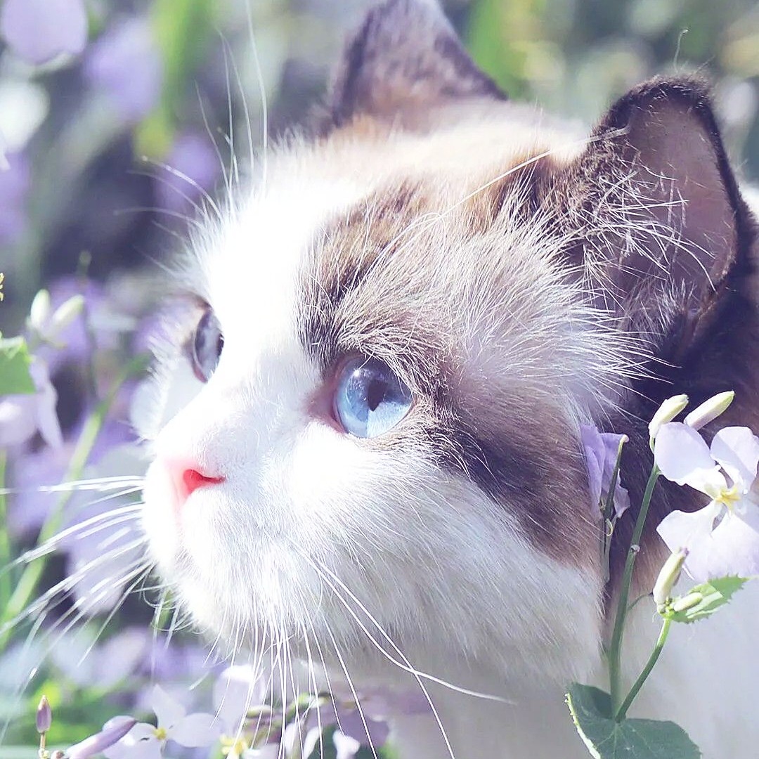 上帝de白猫阿狗