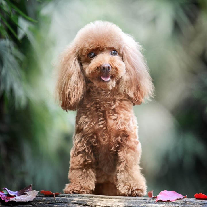 我是广东最酷的仔