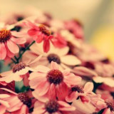 花开花落自有时