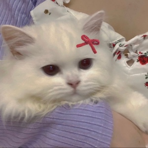 小边今天吃饭了