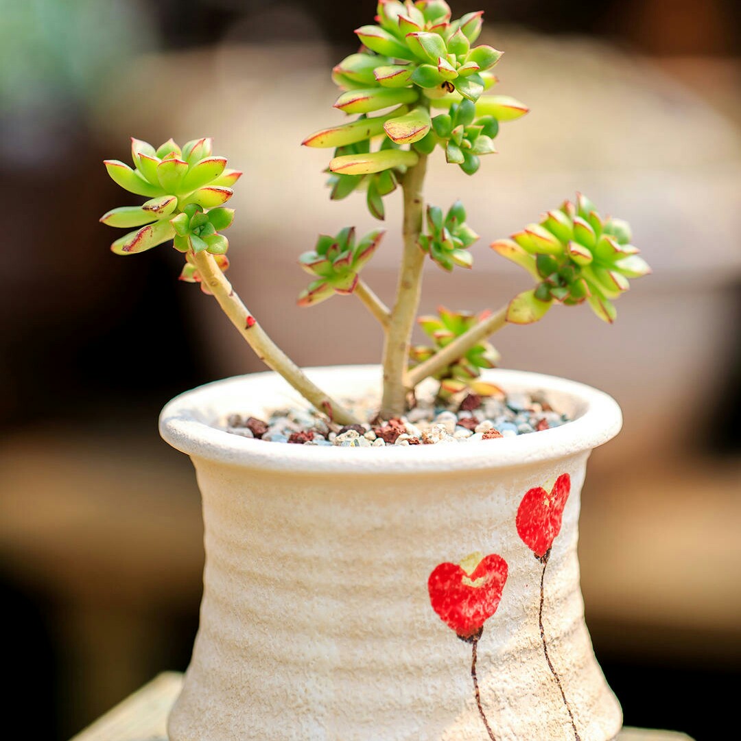 珍爱生命热爱生活