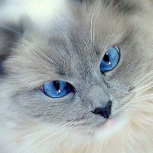 吃饭睡觉小猫咪