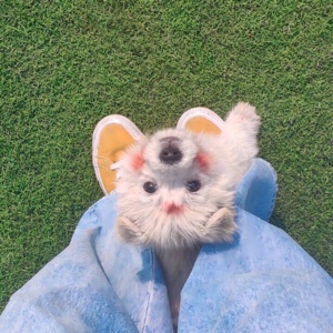 辣椒树上的小母猪要加油