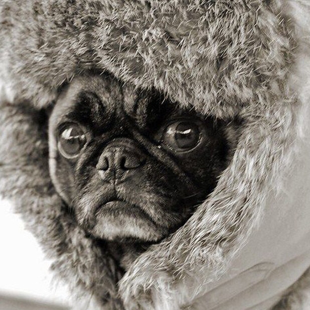 猪猪爱宝宝儿TuT